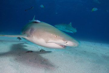 Lemon shark.