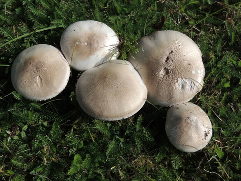 Wiesenchampignons