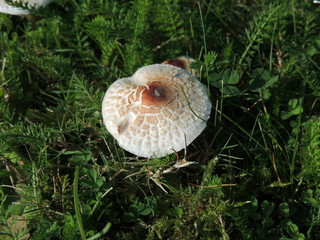 Stinkschirmling, Giftpilz