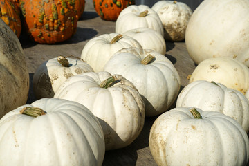 white pumpkin harvest in autumn season