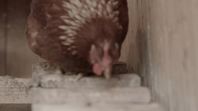 Huhn auf Leiter