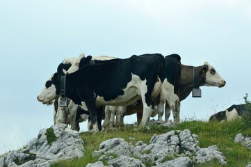 Cow in mountain