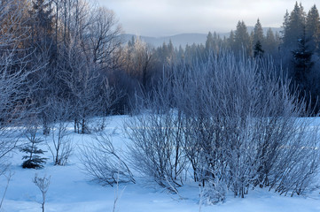 Winter beautiful landscape in the frosty moning in the mountains. Hoarfrost on bushes and trees in the winter season.