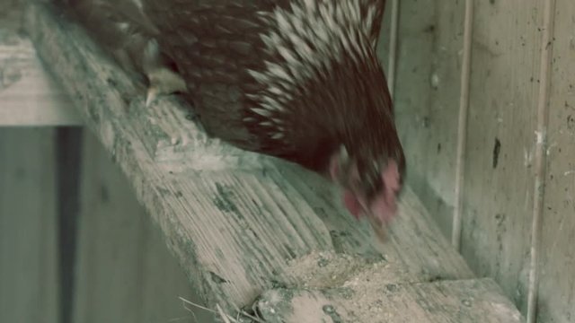 Huhn pickt Futter