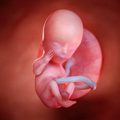 3d rendered medically accurate illustration of a fetus week 13