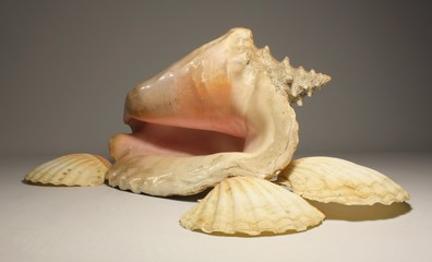 giant shells