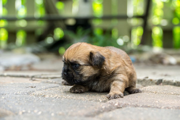 Obraz premium New born tan and black terrier puppy