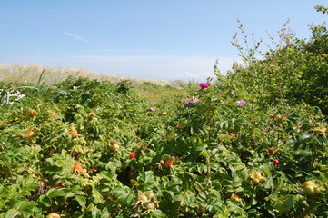 Ostseelandschaft im Hochsommer