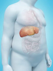 3d rendered medically accurate illustration of an overweight mans liver