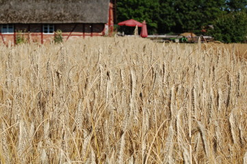Weizenfeld im Sommer
