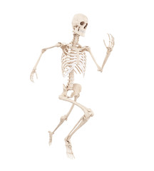3d rendered medically accurate illustration of a running skeleton