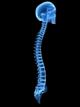 3d rendered medically accurate illustration of a spine and skull