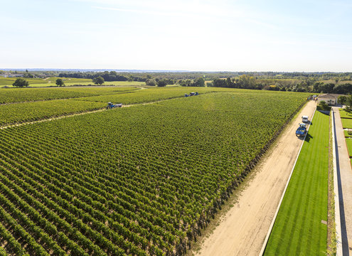 Vendange of Red Wine at Ch&acirc;teau Gruaud-Larose Grand Cru, Saint Julien, Bordeaux in France