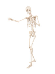 3d rendered medically accurate illustration of a boxer skeleton