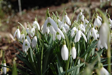 Schneegl&ouml;ckchen