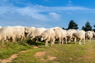 Flock of sheep grazing.
