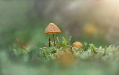 Kleiner Pilz im Sonnenschein