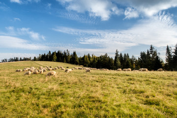 Flock of sheep grazing.