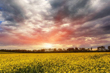 Obraz premium sunset in yellow rapeseed field.