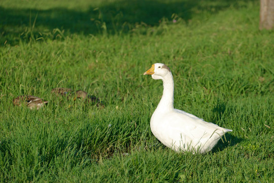 white goose with young ducks on green grass