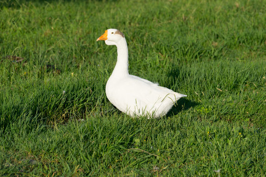 white goose with young ducks on green grass