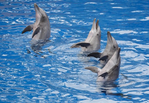 Bottlenose Dolphins Putting on a Show