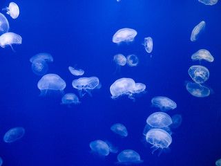 Jellyfish | 癒しのクラゲ