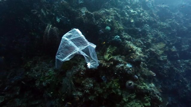 Plastic bag floating past coral reef wall underwater at Bunaken Island, Indonesia 