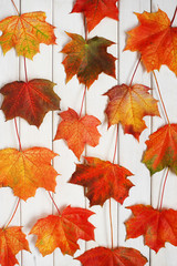 Bright autumn leafs on the white wooden background