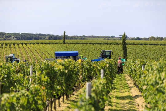 Woman working in vendange of red wine