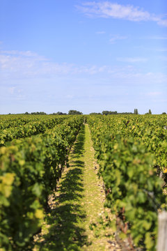 Vendange of Red Wine at Ch&acirc;teau Gruaud-Larose Grand Cru, Saint Julien, Bordeaux in France