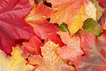 Naklejka na ściany i meble Layer of bright autumn leafs of maple