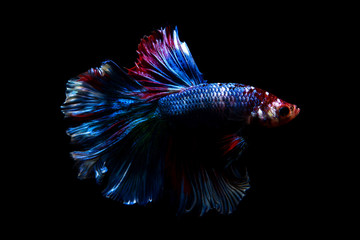 Obraz premium betta fish, siamese fighting fish in thailand isolated on black background