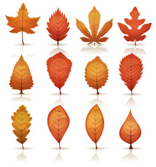 Obraz premium Autumn Leaves Set