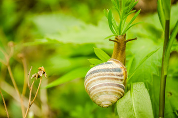 snail on the green grass 