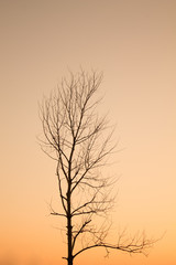 Dead tree against an orange sky