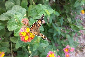 Painted lady butterfly on lantana flowers in Florida naturel