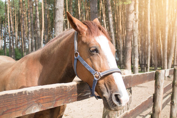 The horse in the paddock