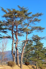 国見ケ丘の赤松