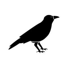 Crow black icon .