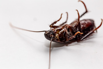 scarafaggio avvelenato. scarafaggio morto. scarafaggio a pa ncia in su .Come Liberarsi degli...