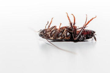 scarafaggio avvelenato. scarafaggio morto. scarafaggio a pa ncia in su .Come Liberarsi degli...