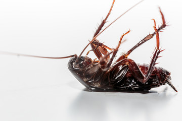 Fototapeta premium scarafaggio avvelenato. scarafaggio morto. scarafaggio a pa ncia in su .Come Liberarsi degli Scarafaggi. 