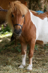 Naklejka na ściany i meble horse of different breeds. horse breed mini.