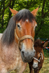 color picture of a pet horse.