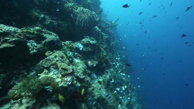 Green sea turtle swims through thousands of reef fish along coral reef wall 