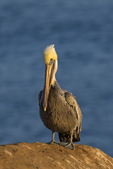 Beach bird pelican standing at beach rocks at La Jolla Cove, San Diego