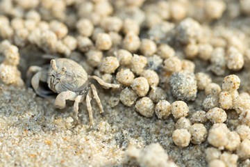 Sea crab on the beach