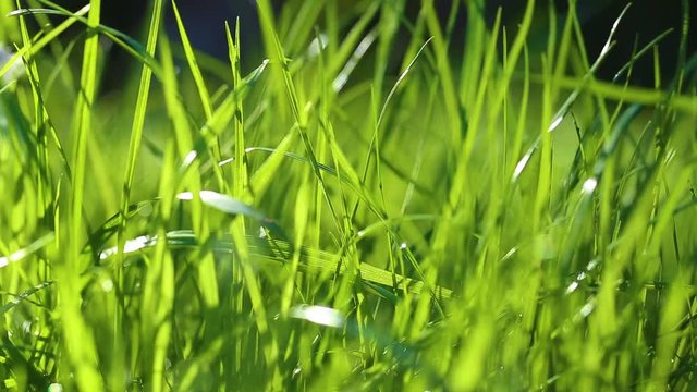 Macro shot of beautiful fresh green grass covered with shiny drops of morning dew. Charming round bokeh of blurry stems of plants slightly moving in wind. Real time full hd video.