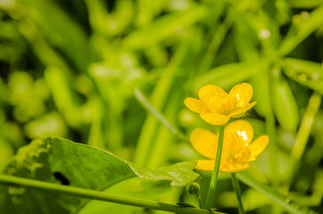 Yellow meadow flowers 